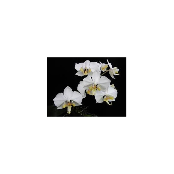 Phalaenopsis Amabilis - Haste Floral