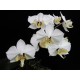 Phalaenopsis Amabilis - Haste Floral