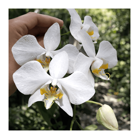 Phalaenopsis Amabilis - Haste Floral