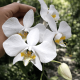 Phalaenopsis Amabilis - Haste Floral