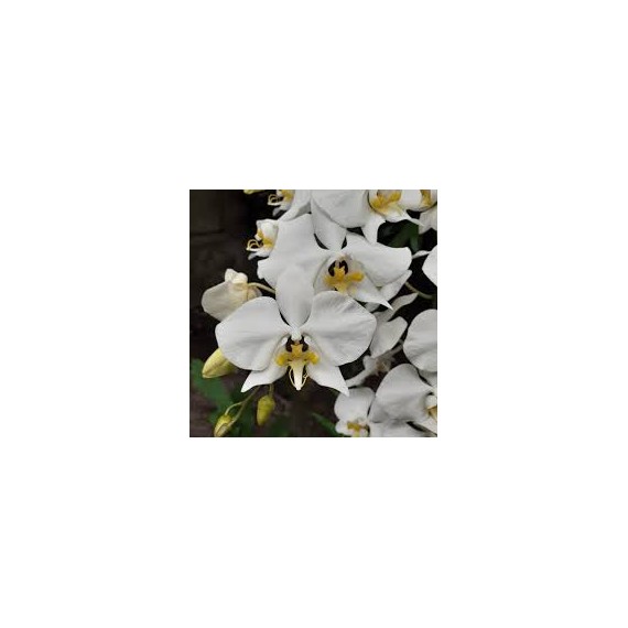 Phalaenopsis Amabilis - Haste Floral