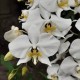 Phalaenopsis Amabilis - Haste Floral