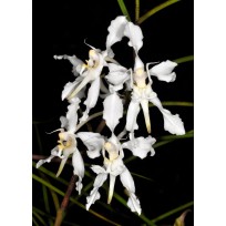 Papilionanda Biswasirana - AD