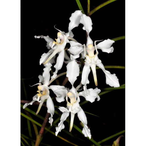Papilionanda Biswasirana - AD