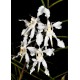 Papilionanda Biswasirana - AD