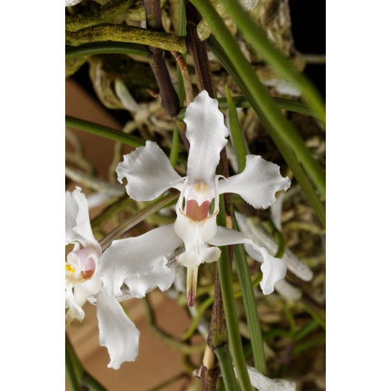 Papilionanda Biswasirana - AD