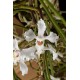 Papilionanda Biswasirana - AD