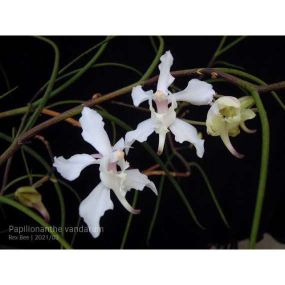 Papilionanda Biswasirana - AD