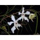 Papilionanda Biswasirana - AD