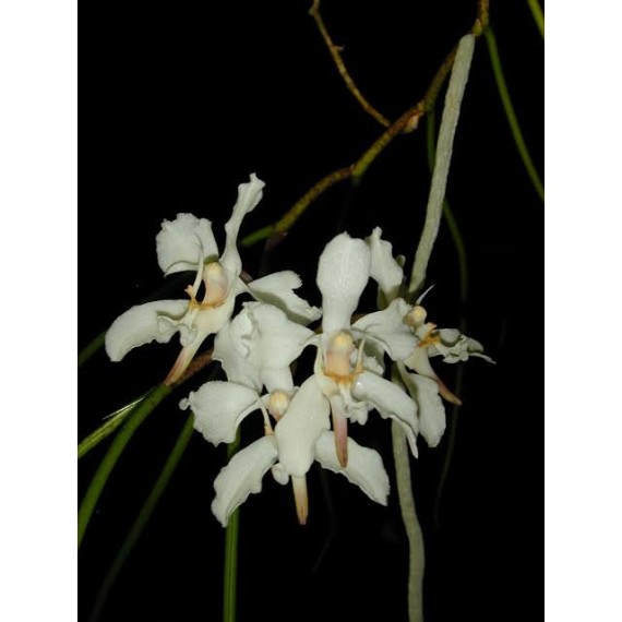 Papilionanda Biswasirana - AD