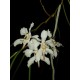 Papilionanda Biswasirana - AD