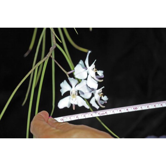 Papilionanda Biswasirana - AD
