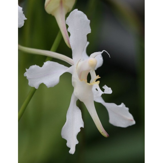 Papilionanda Biswasirana - AD
