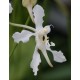Papilionanda Biswasirana - AD