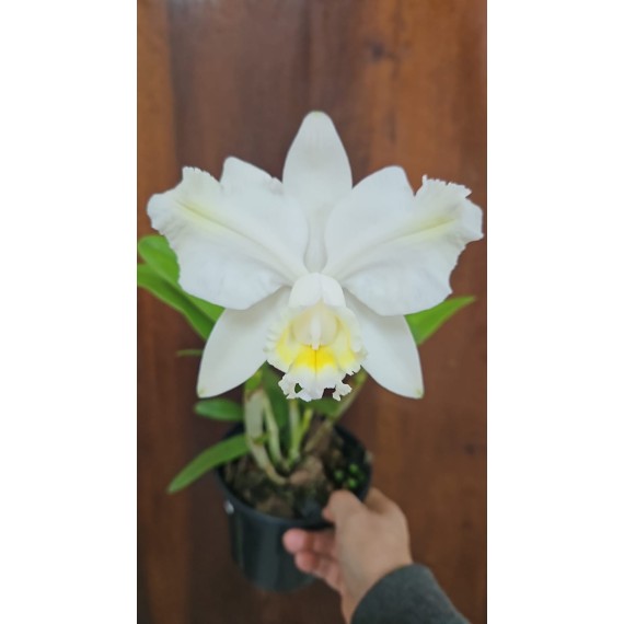 Cattleya Harrisoniana Alba Pelorica