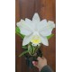 Cattleya Harrisoniana Alba Pelorica
