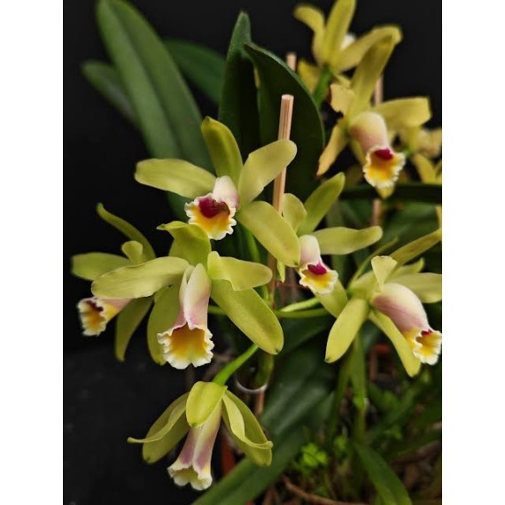 Cattleya Luteola - NBS