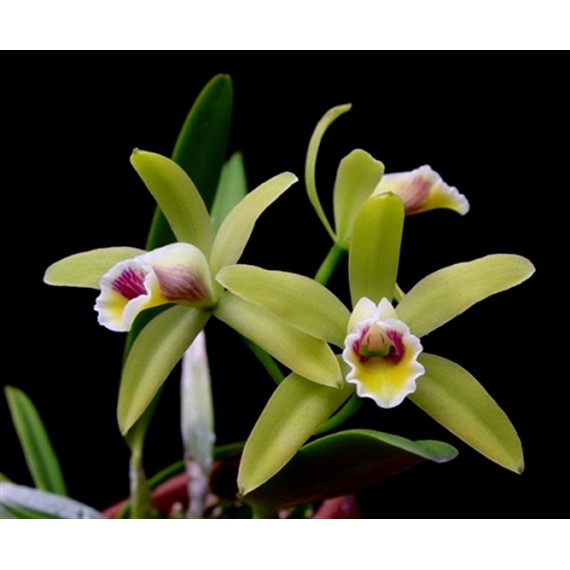 Cattleya Luteola - NBS