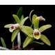 Cattleya Luteola - NBS