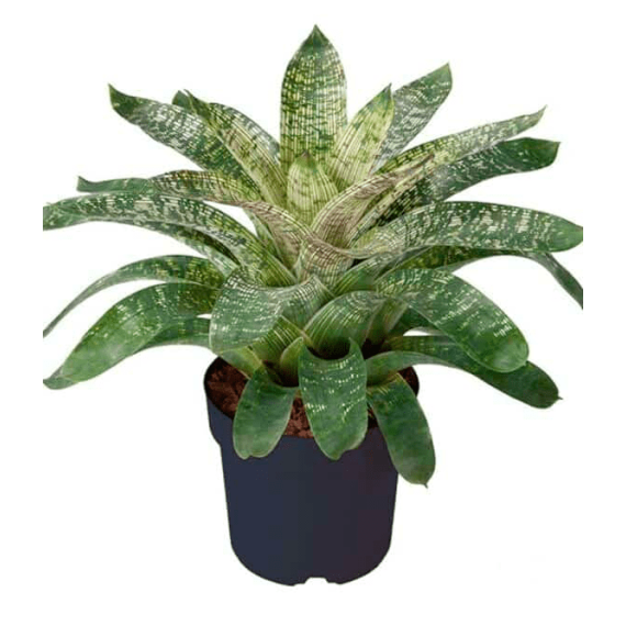 Bromélia Vriesea Gigantea