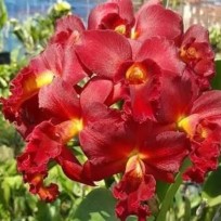 Cattlianthe Mini Doris Red Dragon - AD