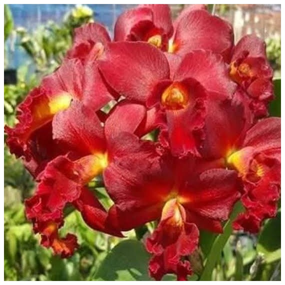 Cattlianthe Mini Doris Red Dragon - AD
