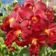 Cattlianthe Mini Doris Red Dragon - AD