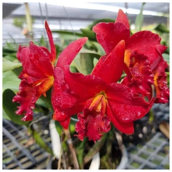 Cattlianthe Mini Doris Red Dragon - AD