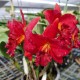 Cattlianthe Mini Doris Red Dragon - AD