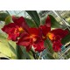 Cattlianthe Mini Doris Red Dragon - AD