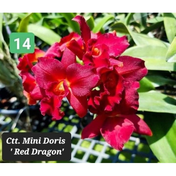Cattlianthe Mini Doris Red Dragon - AD
