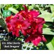 Cattlianthe Mini Doris Red Dragon - AD