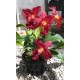 Cattlianthe Mini Doris Red Dragon - AD