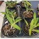 Cattleya Harrisoniana Alba Pelorica