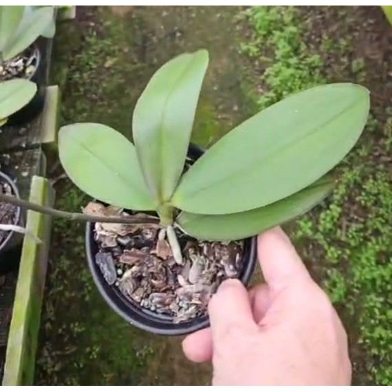 Phalaenopsis Amabilis - Haste Floral