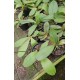 Phalaenopsis Amabilis - Haste Floral