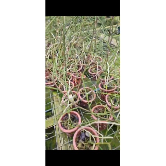Papilionanda Biswasirana - AD