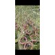 Papilionanda Biswasirana - AD