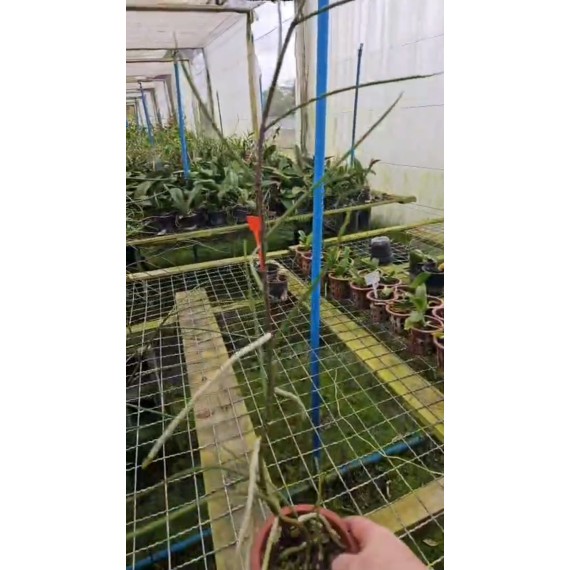 Papilionanda Biswasirana - AD