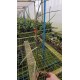 Papilionanda Biswasirana - AD
