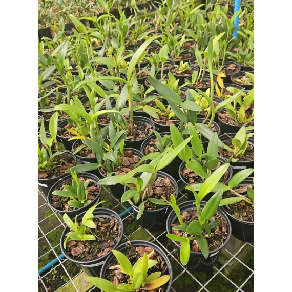 Cattleya Harrisoniana Alba Pelorica