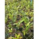 Cattleya Harrisoniana Alba Pelorica
