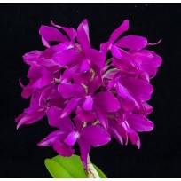 Cattleya Bactia Grape Wax - AD