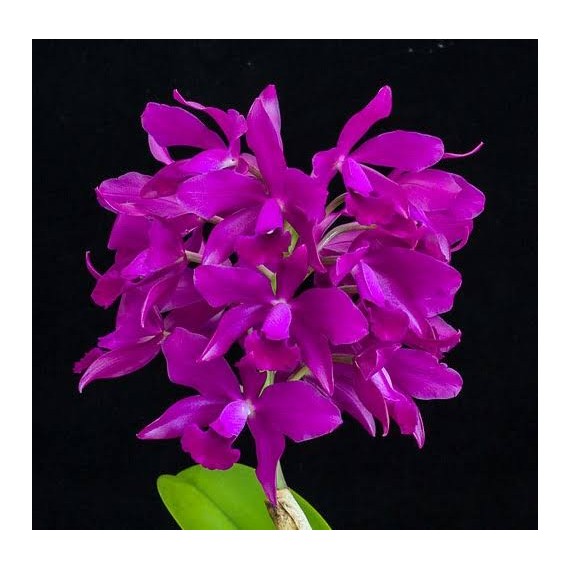 Cattleya Bactia Grape Wax - AD