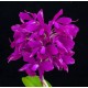 Cattleya Bactia Grape Wax - AD