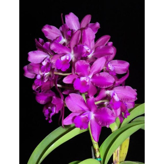 Cattleya Bactia Grape Wax - AD