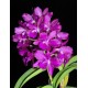 Cattleya Bactia Grape Wax - AD