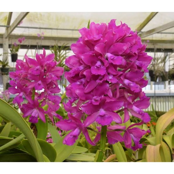 Cattleya Bactia Grape Wax - AD
