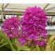Cattleya Bactia Grape Wax - AD