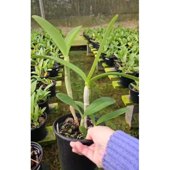 Cattleya Bactia Grape Wax - AD
